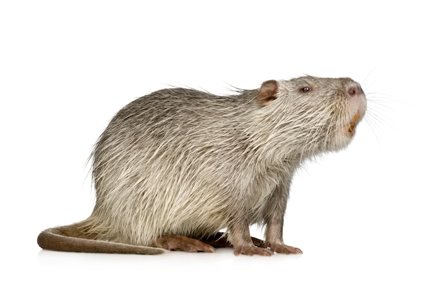 Coipo o Nutria en blanco