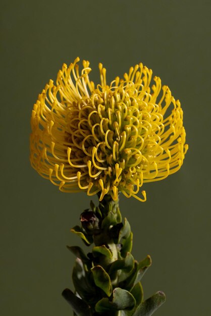 Cojín de protea amarilla flor diagonal sobre hojas de fondo verde y tallo visible