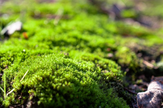 cojines de musgo en el bosque, primer plano