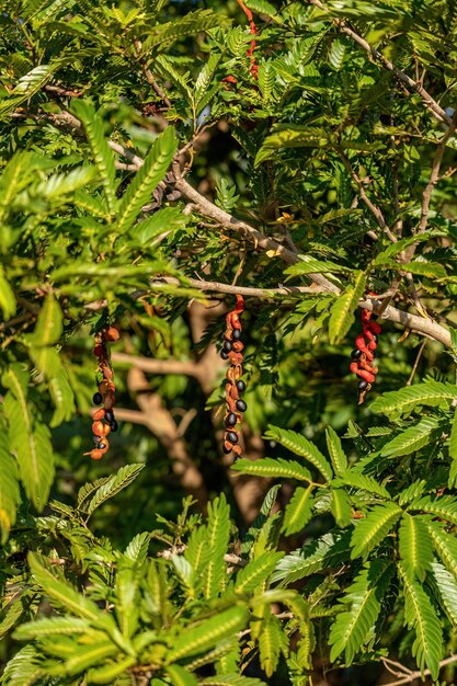 Foto cojobas-baum-frucht