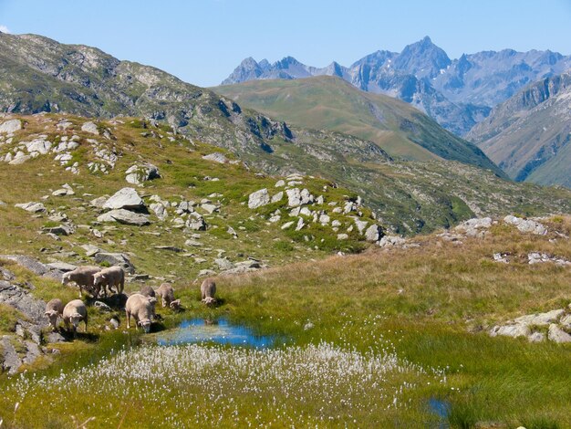 Col de bellardhaute savoiefrance