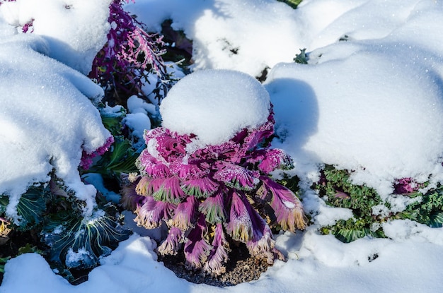 Col Brassica decorativa en invierno bajo la nieve.