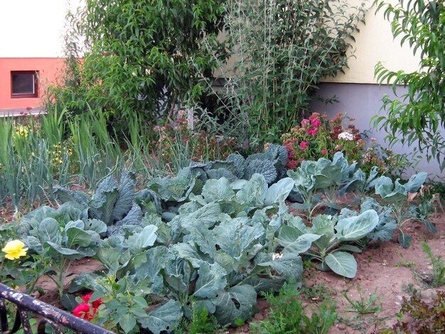 La col crece en un pequeño jardín en el campo, rodeada de árboles y flores.