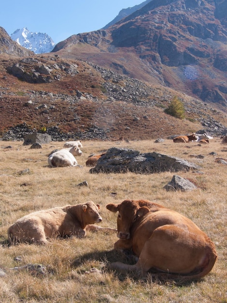 Col darsine la grave hautes alpes FRANÇA