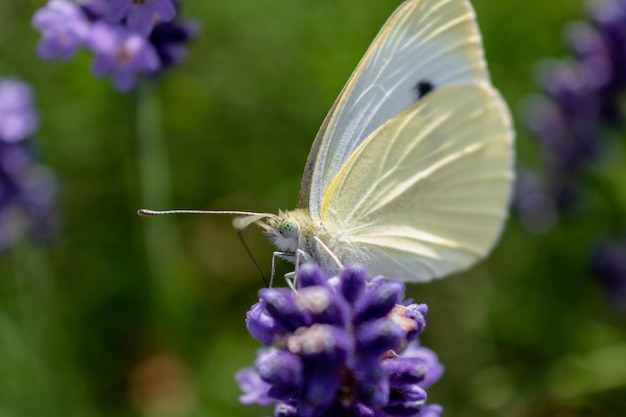 Col mariposa blanca recogiendo polen en lavanda pieris lepidoptera