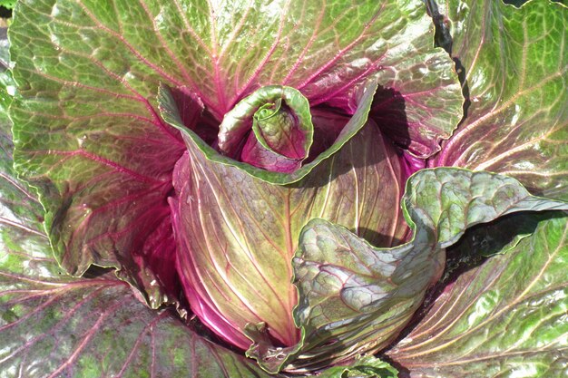 La col orgánica en el campo está lista para la cosecha.