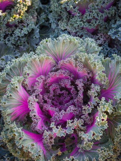 Col ornamental y cultivos de repollo morado en el campo