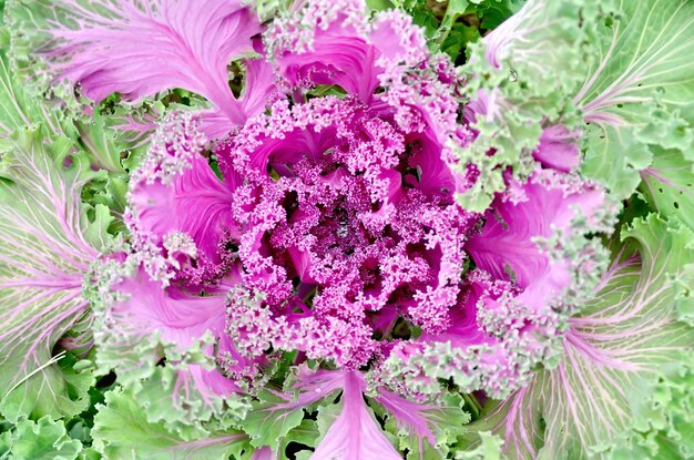 Col rosa decorativa con gota de agua sobre un fondo de hojas verdes