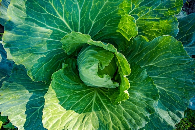 Col verde joven en el producto ecológico del jardín