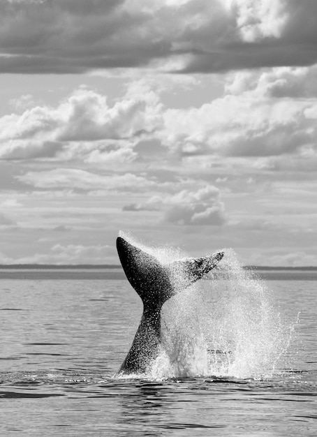 Cola de Ballena Franca Austral Península Valdés Patagonia Argentina