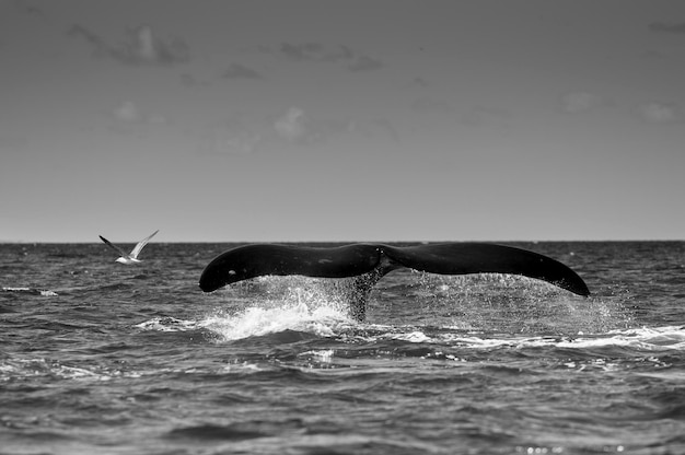 Cola de Ballena Franca Austral Península Valdés Patagonia Argentina