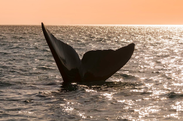 Cola de ballena fuera del agua Península valdesPatagoniaArgentina