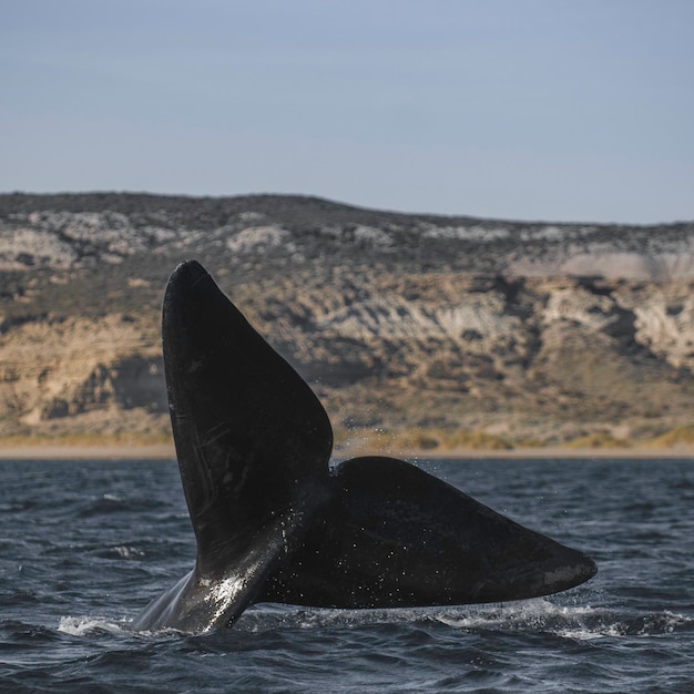 Foto cola de ballena fuera del agua península valdespatagoniaargentina