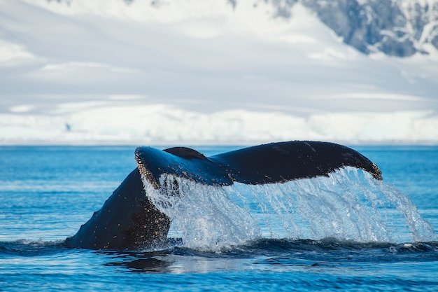 Cola de ballena jorobada con bonito backgrownd en la Antártida