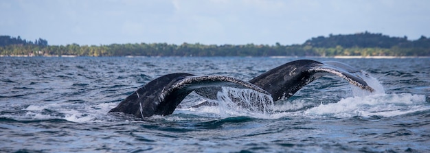 Cola de la ballena jorobada