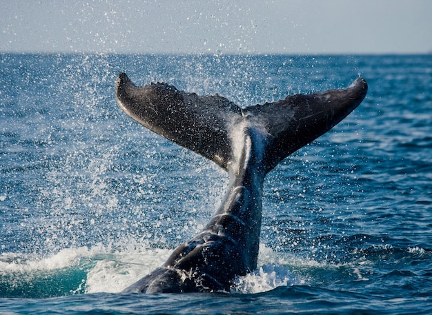 Cola de la ballena jorobada