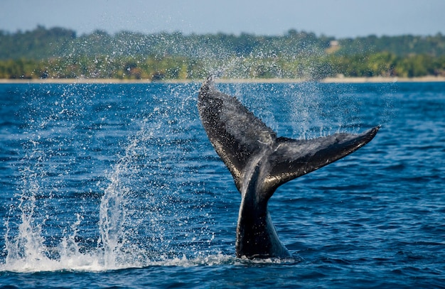 Cola de la ballena jorobada