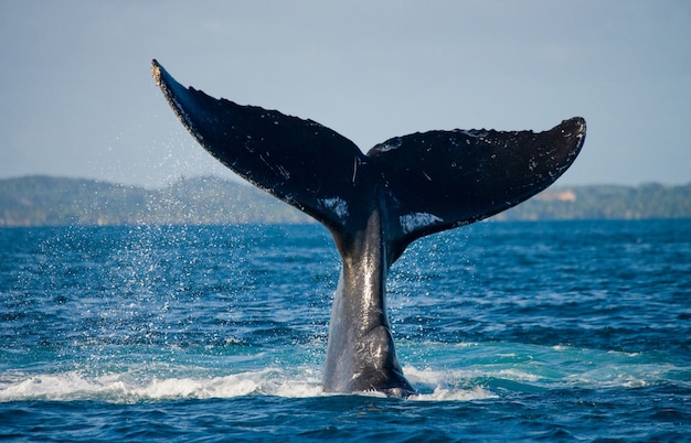 Cola de la ballena jorobada