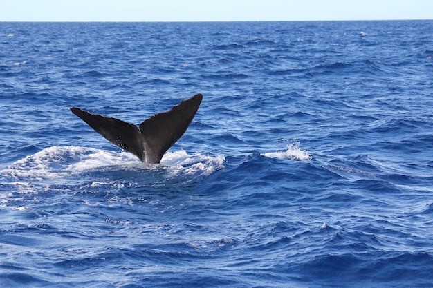 Cola de una ballena nadando en el mar