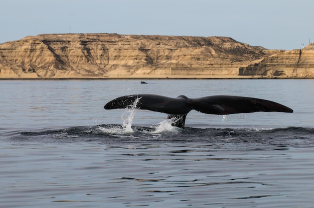 Cola de ballena en Península Valdés Patagonia Argentina