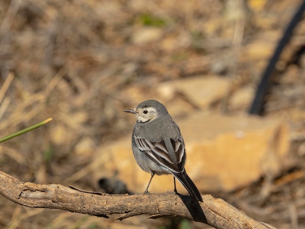 La cola blanca Motacilla alba Málaga España