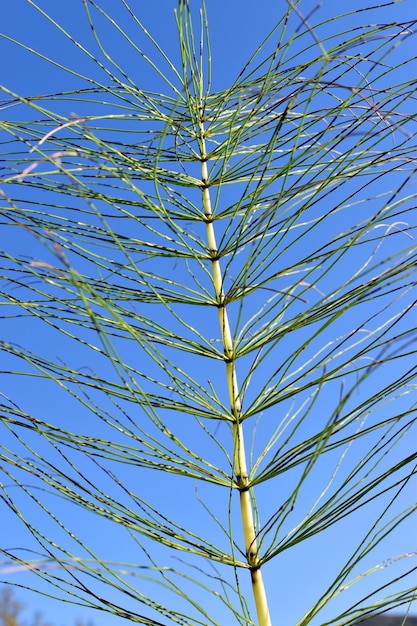 Cola de caballo (Equisetum) bajo un cielo azul. Es una planta medicinal