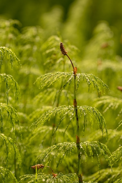 Cola de caballo de madera - Equisetum sylvaticum