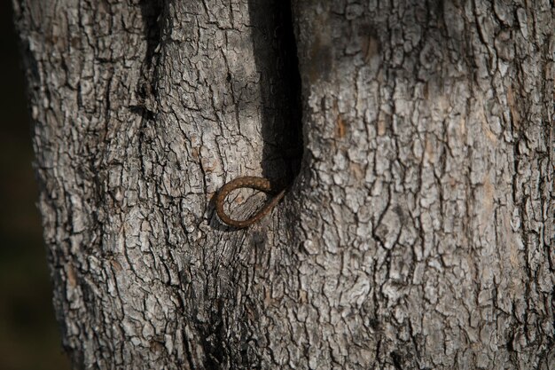 La cola cortada de un lagarto en un árbol
