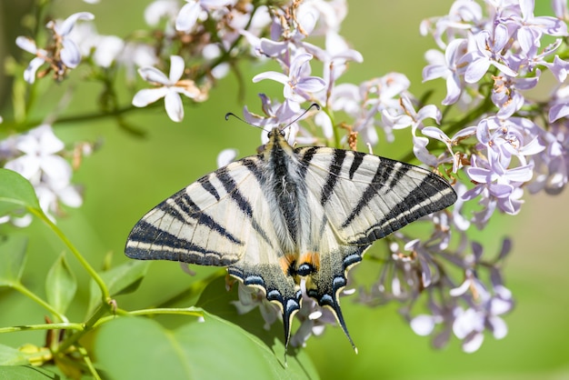 Cola de golondrina escasa