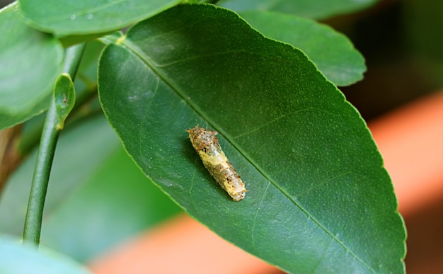 Cola de golondrina de lima Caterpillar en el tercer instar temprano descansando sobre una hoja de tilo