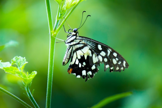 Cola de golondrina de lima de mariposa limón y cola de golondrina a cuadros descansando sobre las plantas de flores