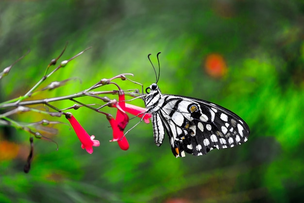 Cola de golondrina de lima de mariposa limón y mariposa de cola de golondrina a cuadros descansando sobre las plantas de flores