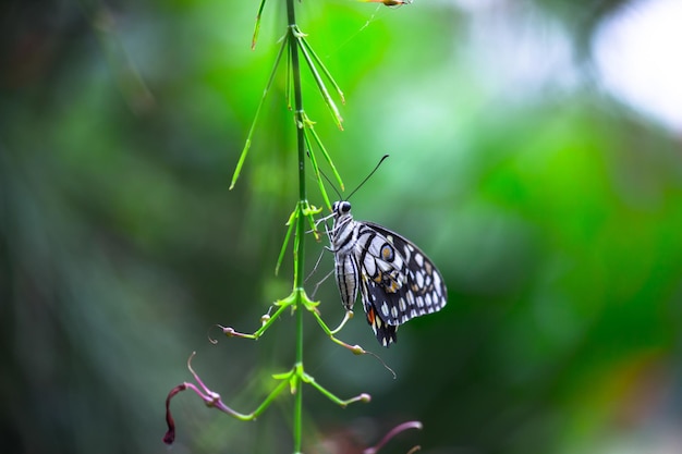 Cola de golondrina de lima de mariposa limón y mariposa de cola de golondrina a cuadros descansando sobre las plantas de flores