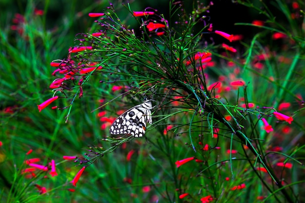 Cola de golondrina de lima de mariposa limón y mariposa de cola de golondrina a cuadros descansando sobre las plantas de floresxA