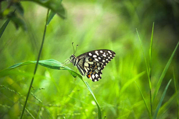 Cola de golondrina de lima de mariposa limón y mariposa de cola de golondrina a cuadros descansando sobre las plantas de floresxA