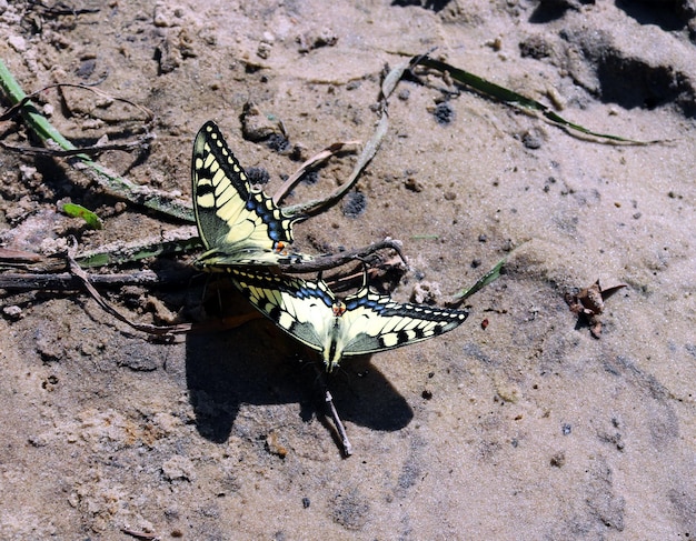 La cola de golondrina de Papilio machaon se sienta en arena húmeda cerca del río, hermosas mariposas beben agua, insectos