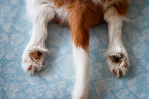 Cola roja y blanca y patas de Cavalier King Charles Spaniel