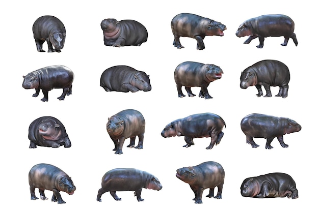 Colage de dieciséis hipopótamos pigmeos aislados sobre un fondo blanco Este hipopótamo se llama Moo Deng
