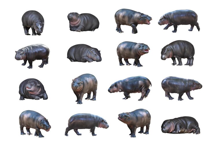 Foto colage de dieciséis hipopótamos pigmeos aislados sobre un fondo blanco este hipopótamo se llama moo deng