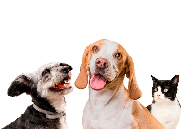Colagem de animais de estimação bonitos isolados