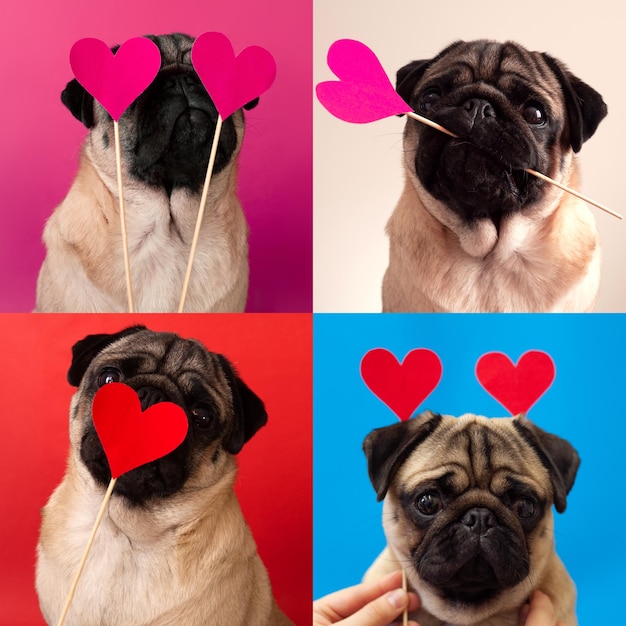 Colagem de arte feita de cães pug engraçados em fundo multicolorido conceito de amor do dia dos namorados