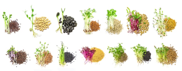 Colagem de diferentes microgreens em um fundo branco. Foco seletivo. natureza.