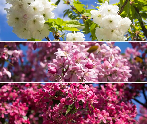 Colagem de flores Closeup de sakura florescendo branco e rosa