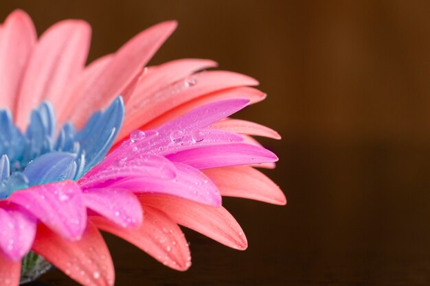 Foto colagem de flores com pétalas multicoloridas