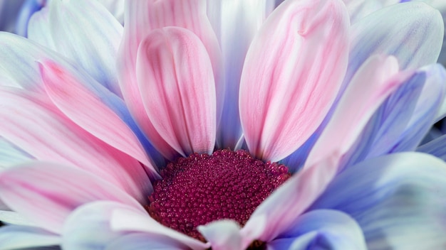 Foto colagem de flores com pétalas multicoloridas