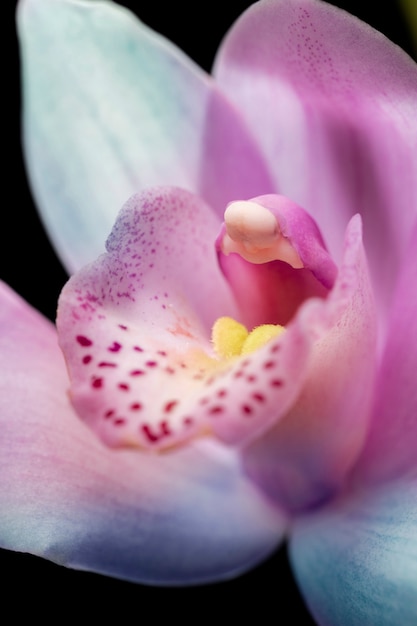 Foto colagem de flores com pétalas multicoloridas