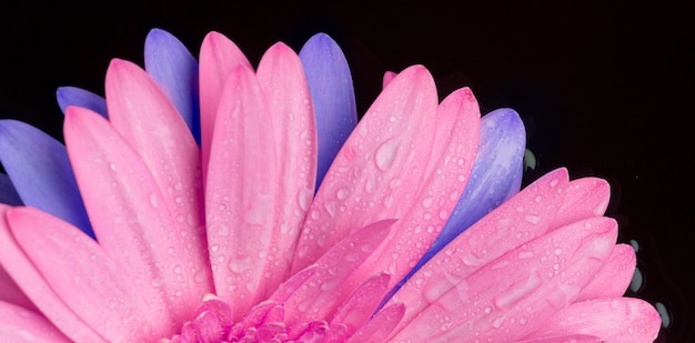 Foto colagem de flores com pétalas multicoloridas