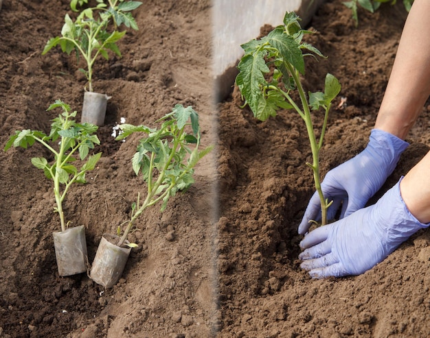 Colagem de mudas de tomate jovens em latas de plástico prontas para plantio