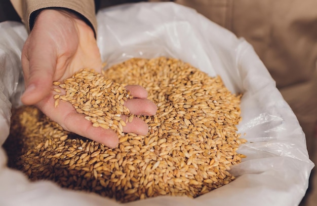 Colchão da mão de um agricultor segurando sementes de soja Um produto orgânico saudável