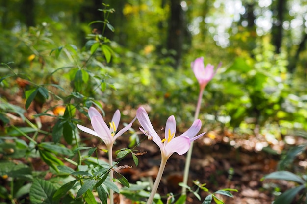 Colchicum Autumnale, comumente conhecido como açafrão-do-campo de outono, é uma flor venenosa de outono